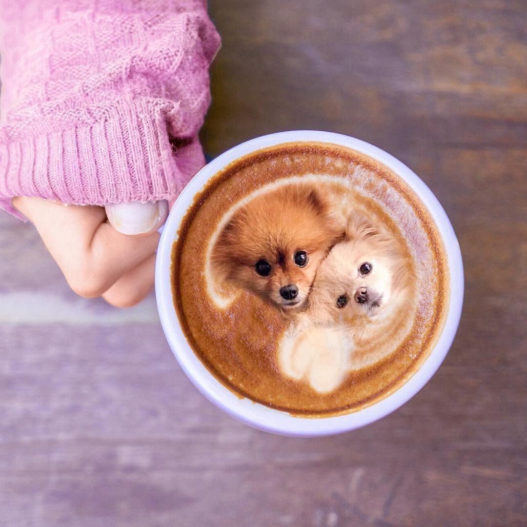 Милые щенята для инстаграмма