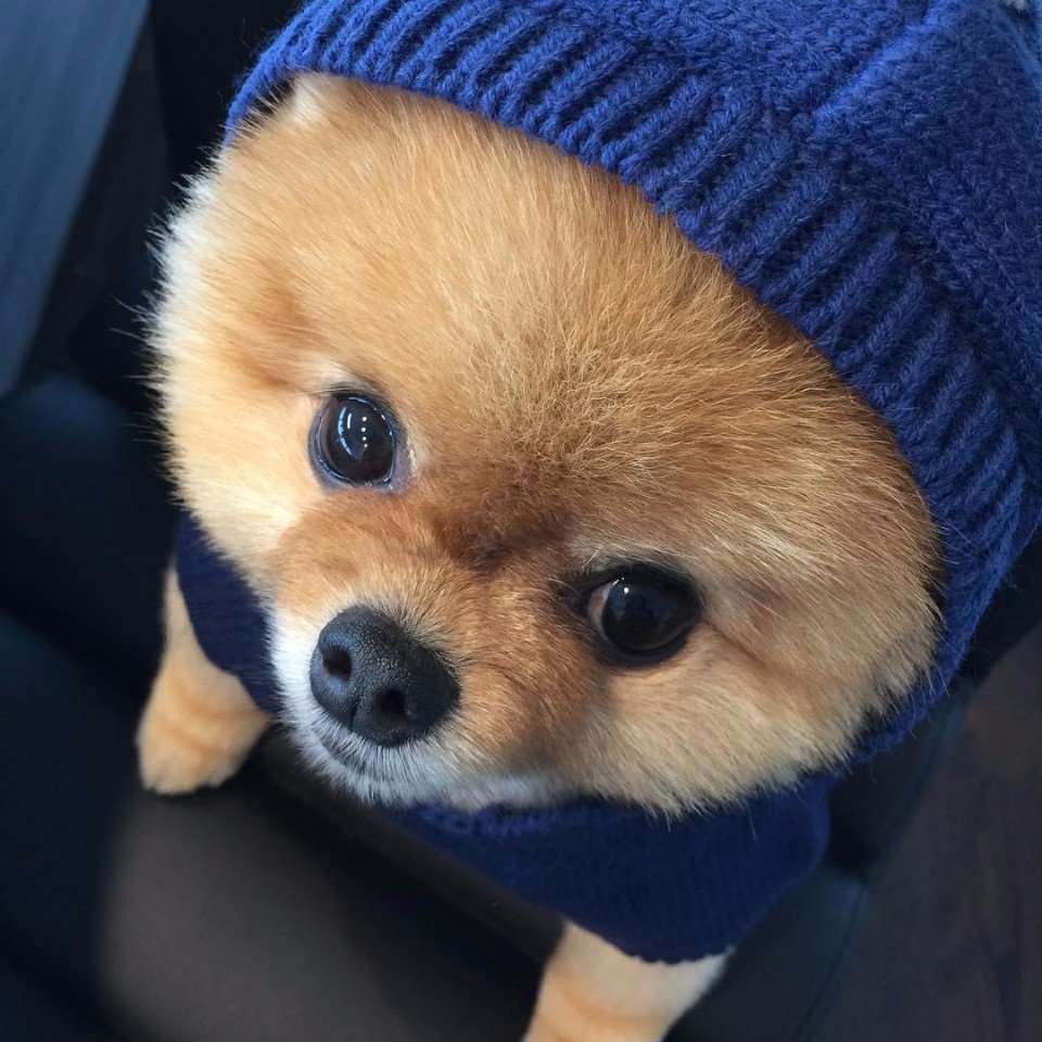 Маленькие милые щенки