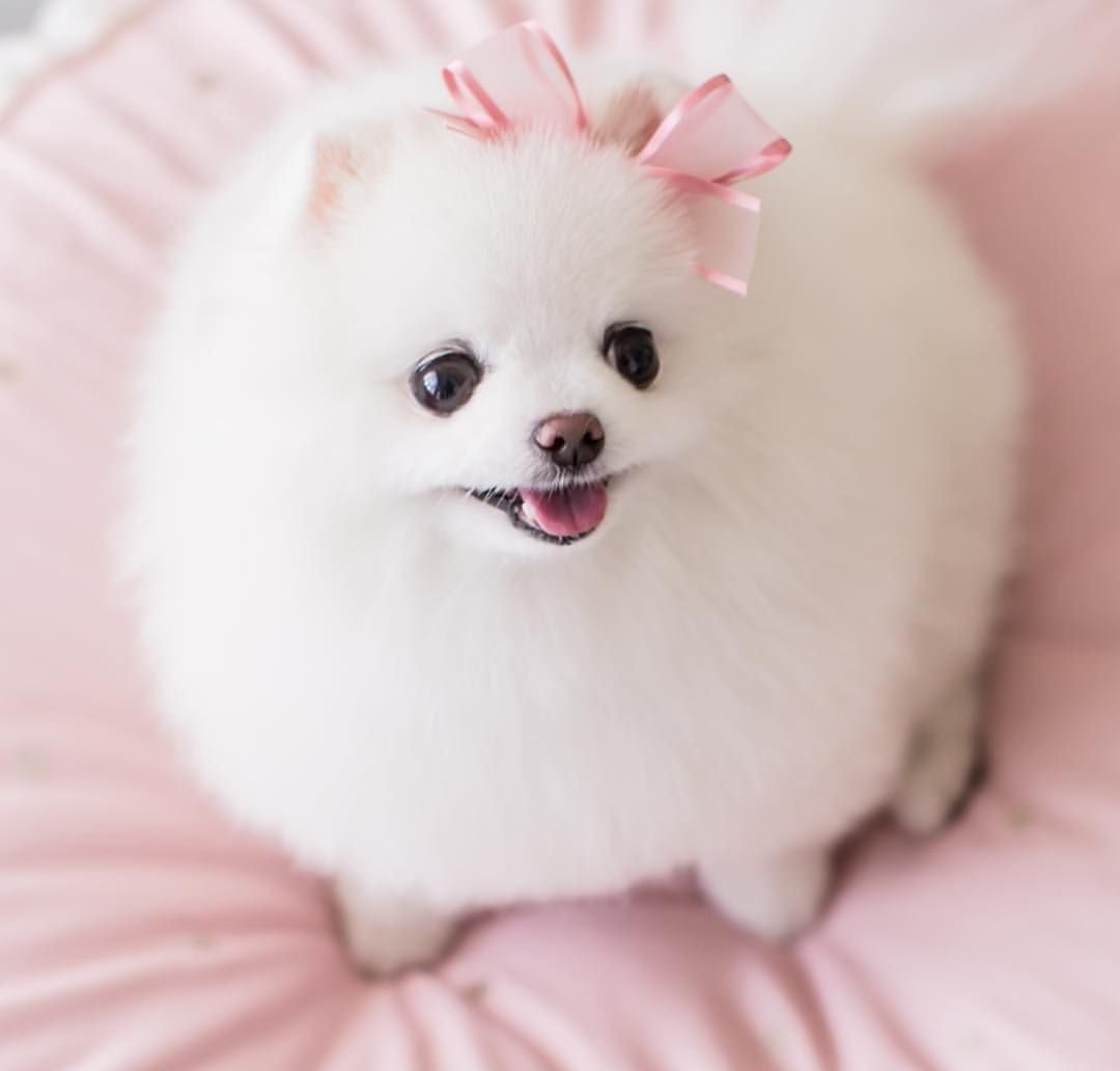 Собачки мопсики щенки