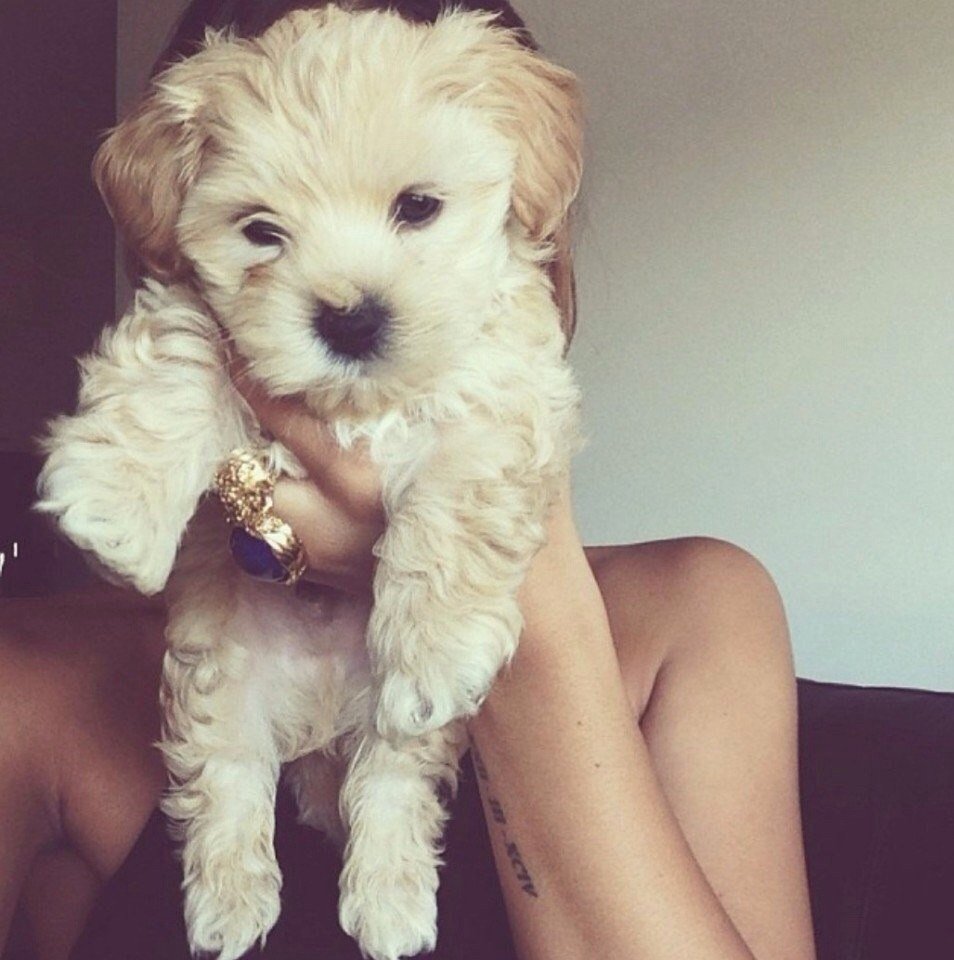 Собачки в шапочках миленьких