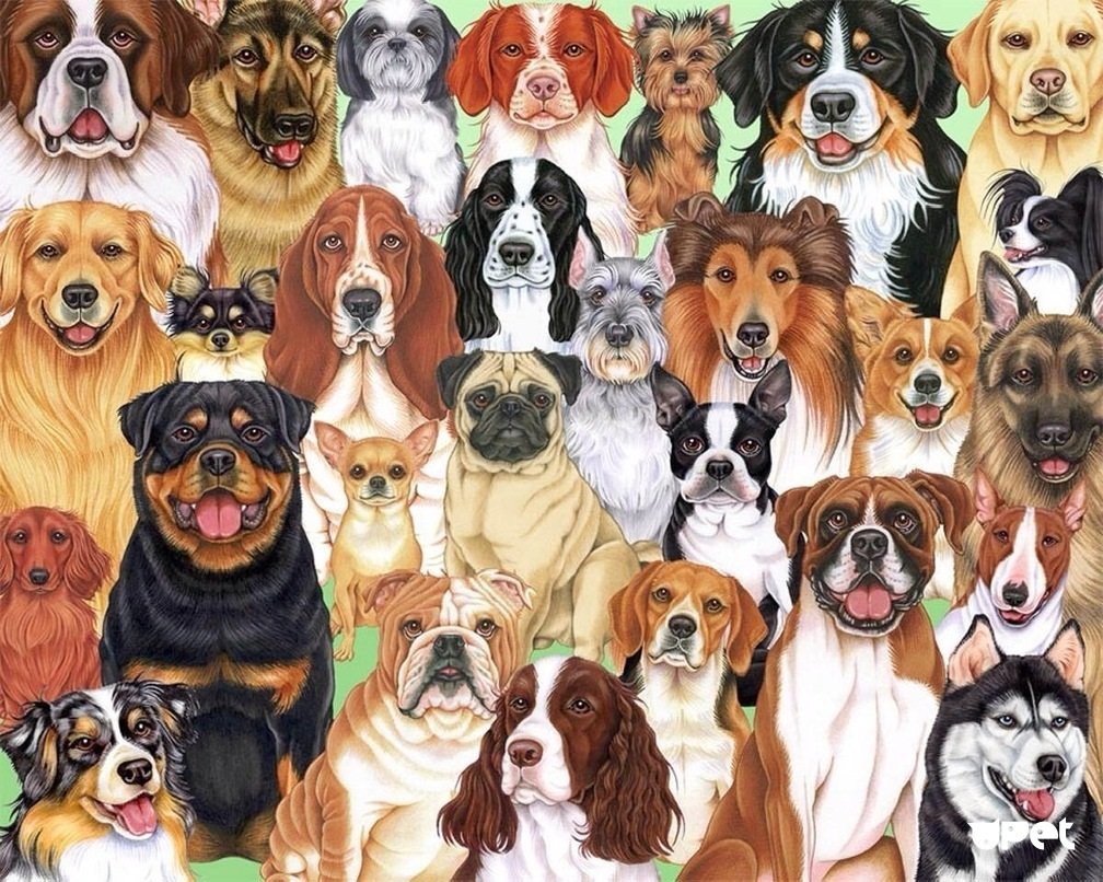 Собаки коллаж