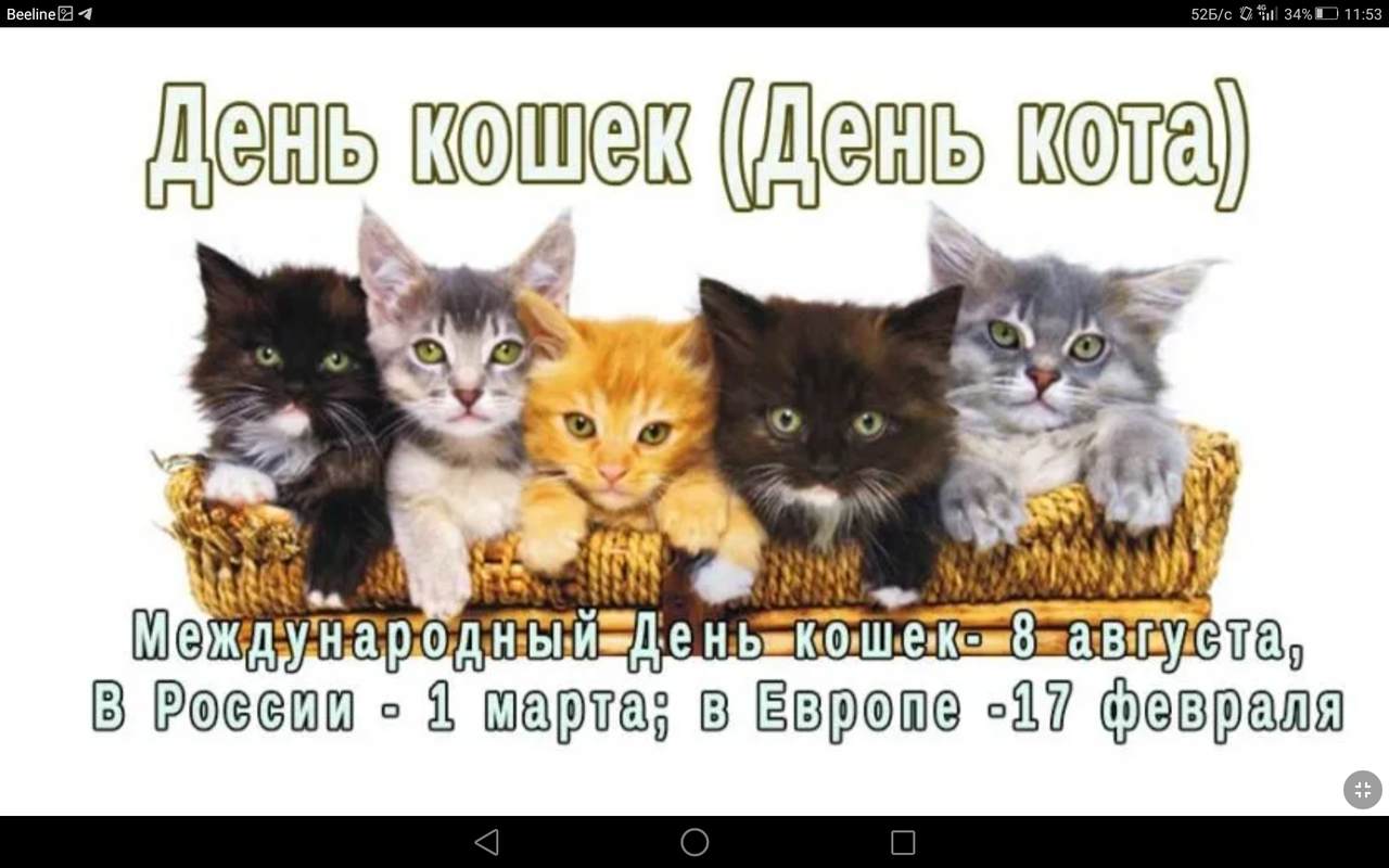 День кошек. День котов. День кошек открытки. Всемирный день котов.