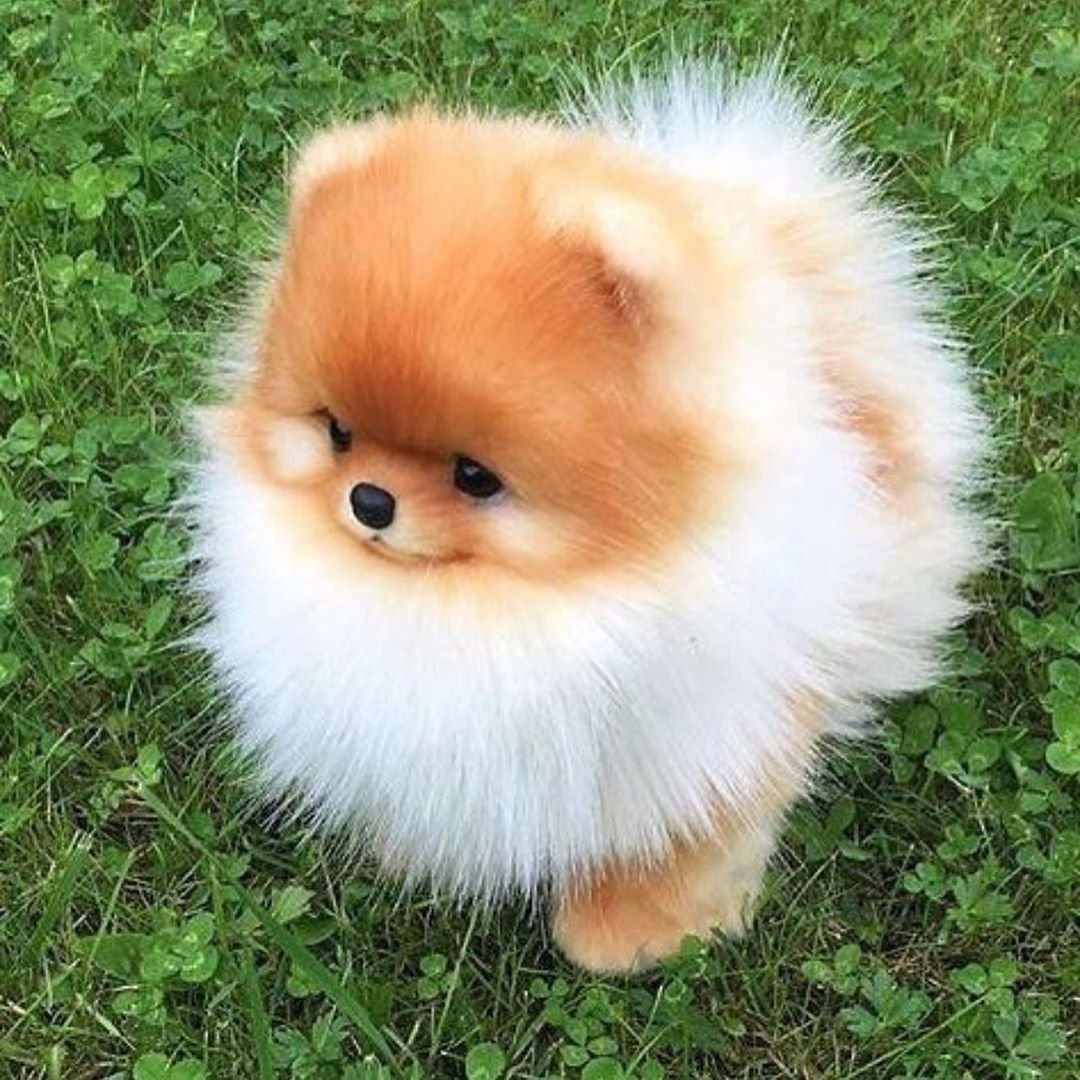 Наклейки "собаки"