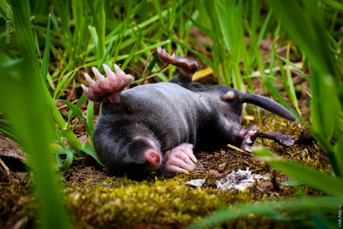 Американский землеройковый Крот