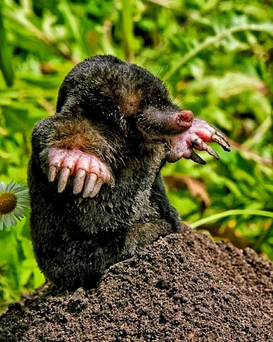 Норка крота