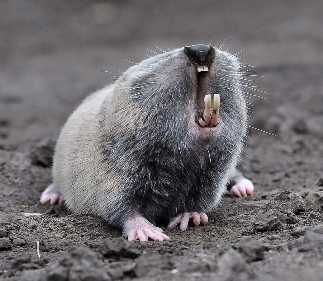 Шкурка крота