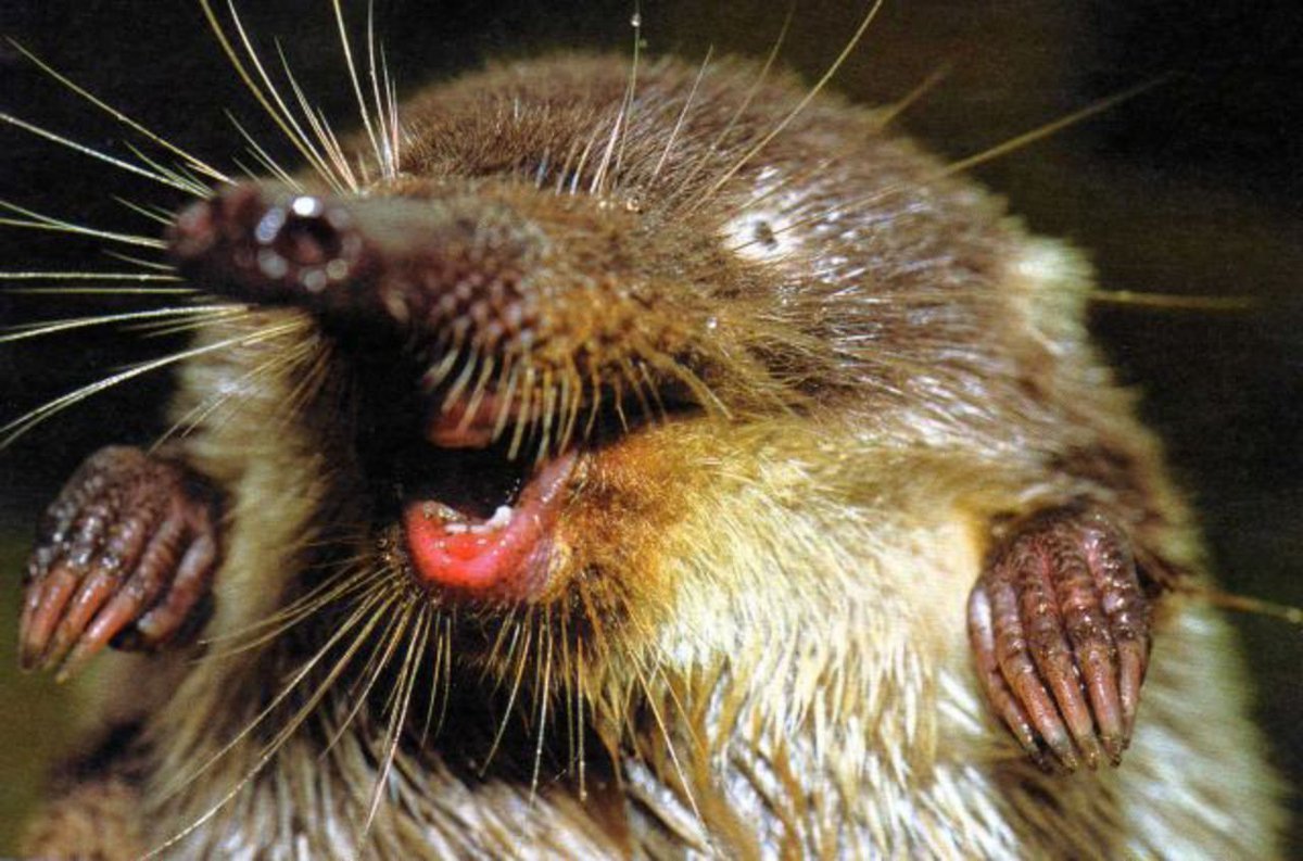 Крот гравюра