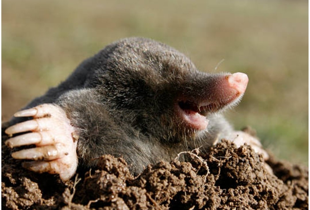 Кротик мультфильм чешский