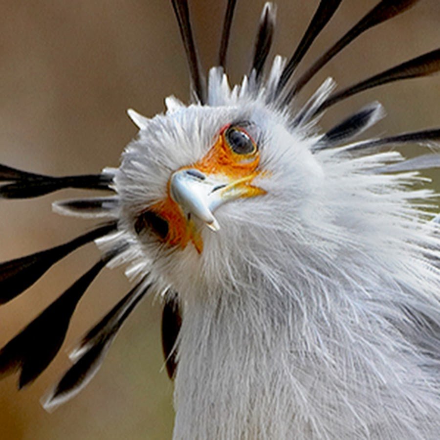 Птица Говорун