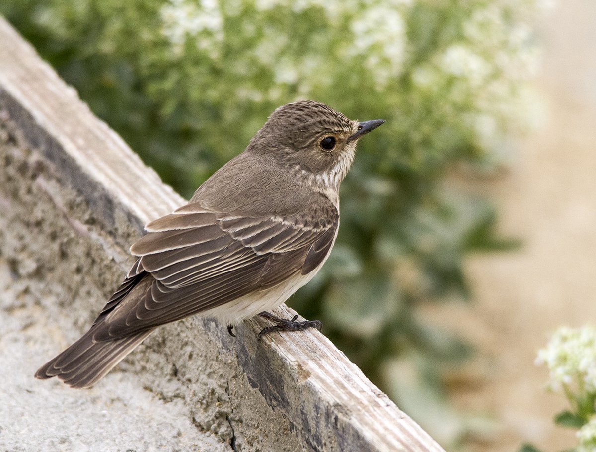 Серая мухоловка птица птенец