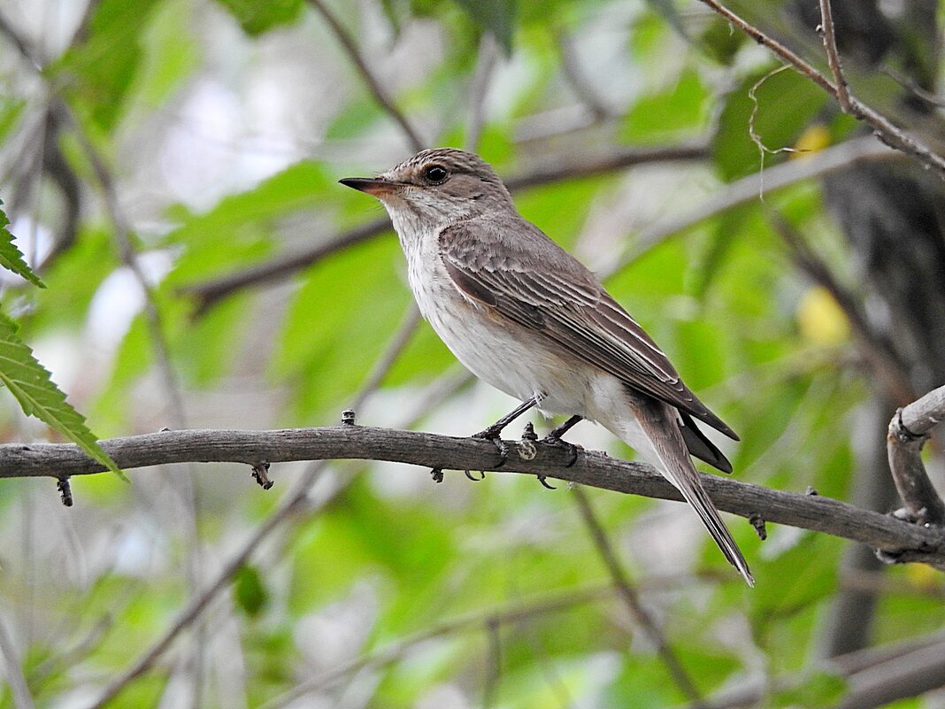 Серая мухоловка
