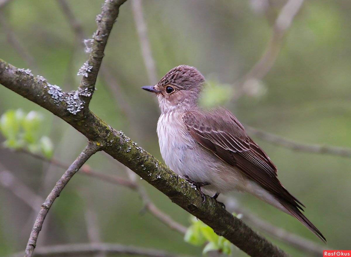 Мухоловка обыкновенная птица