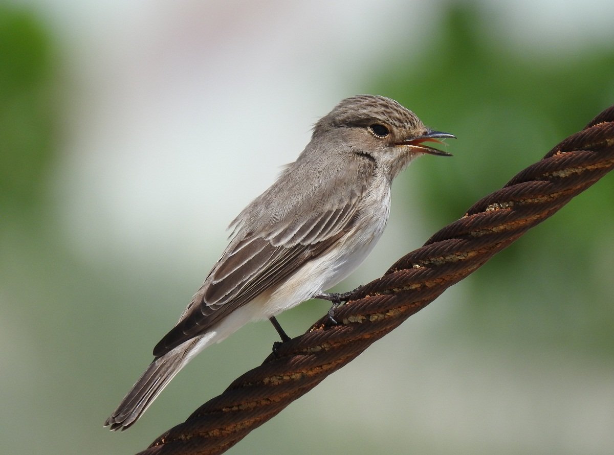 Мухоловка пеструшка слеток