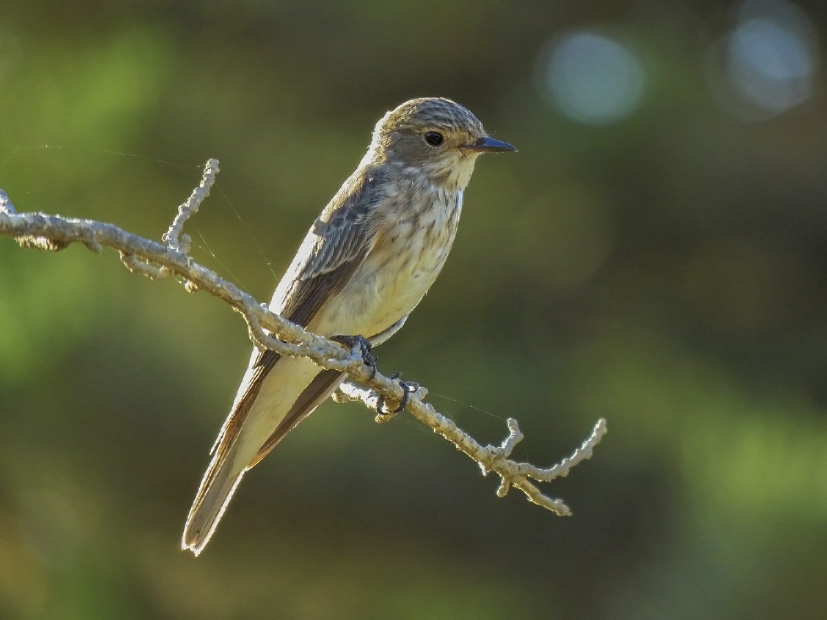 Снежнобровая мухоловка