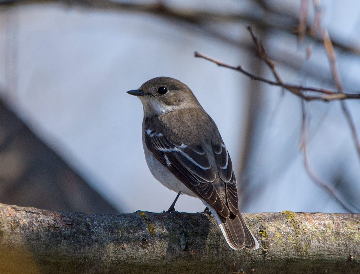 Полуошейниковая мухоловка