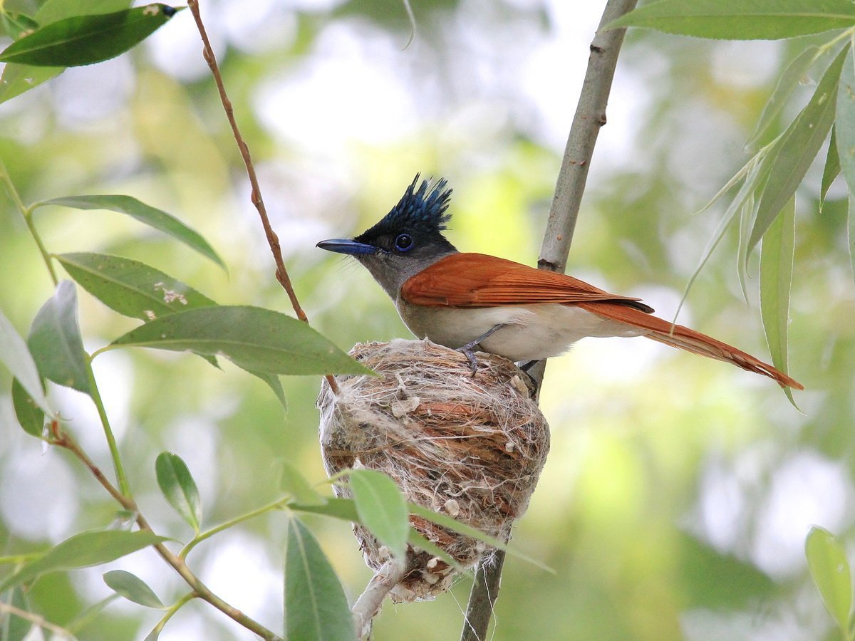 Длиннохвостая Райская мухоловка