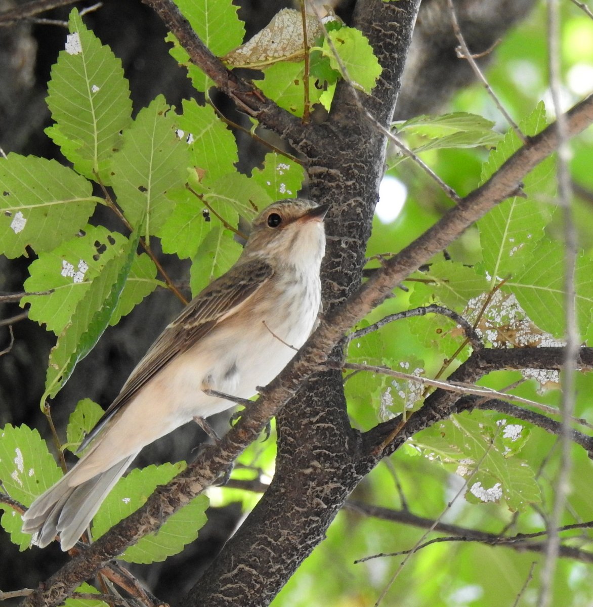 Мухоловка серая – Muscicapa striata (Pallas, 1764)