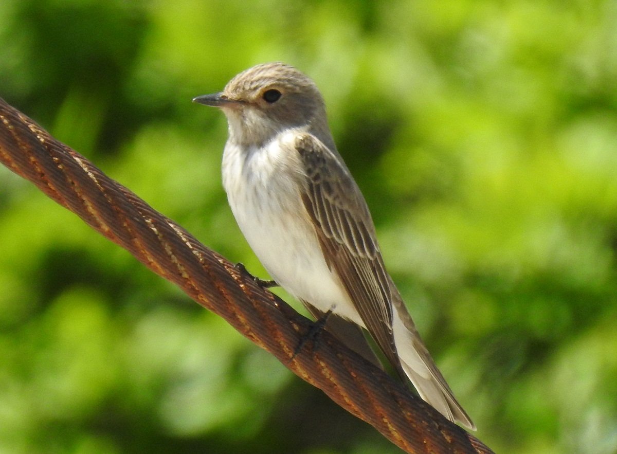 Серая мухоловка (Muscicapa striata)