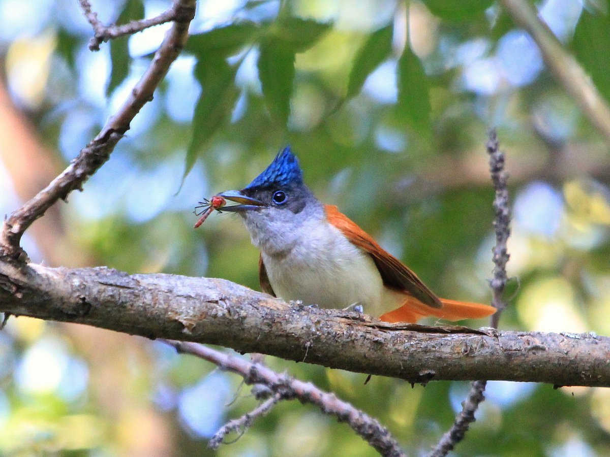 Птичка мухоловка дроздовая