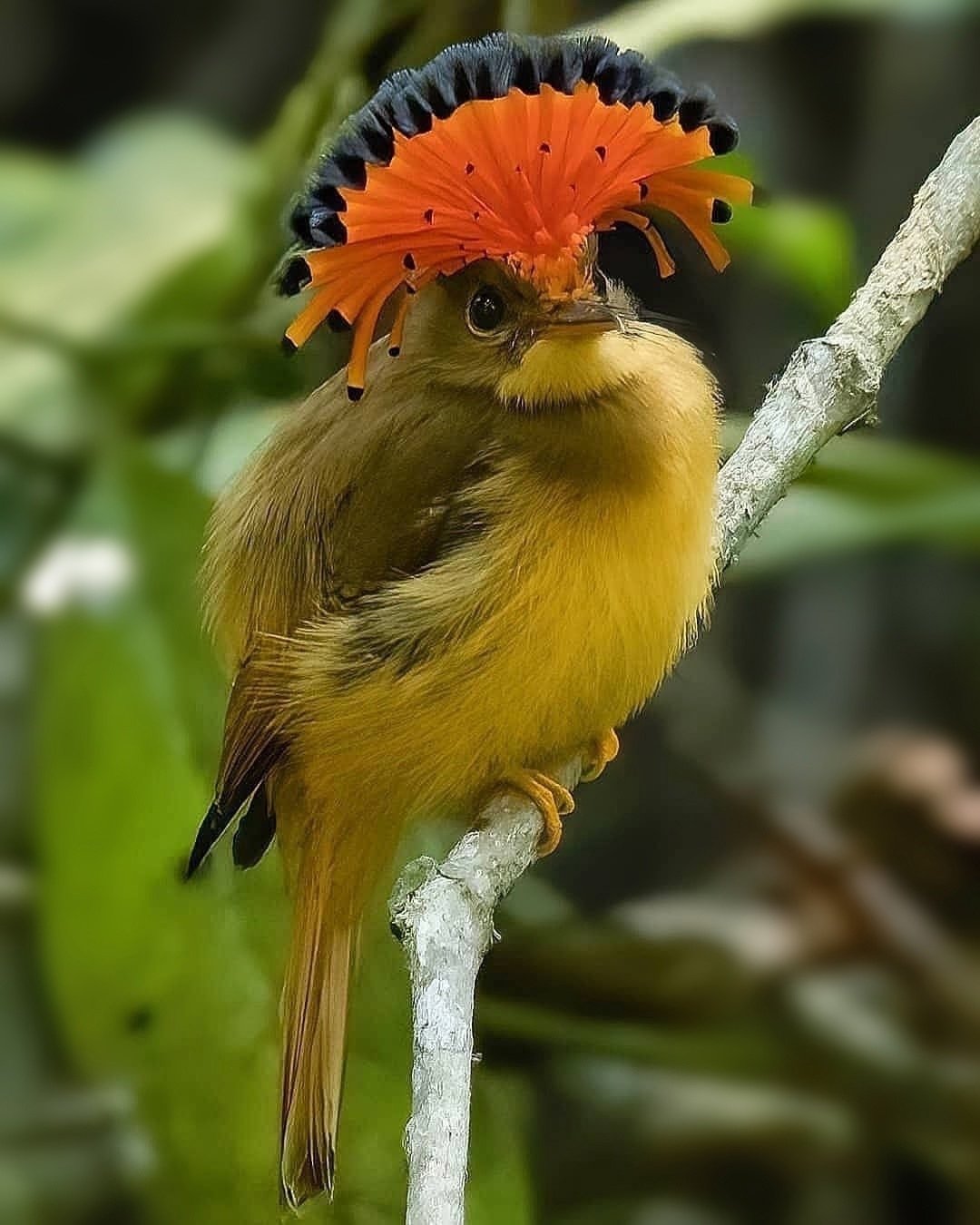 Венценосный мухоед