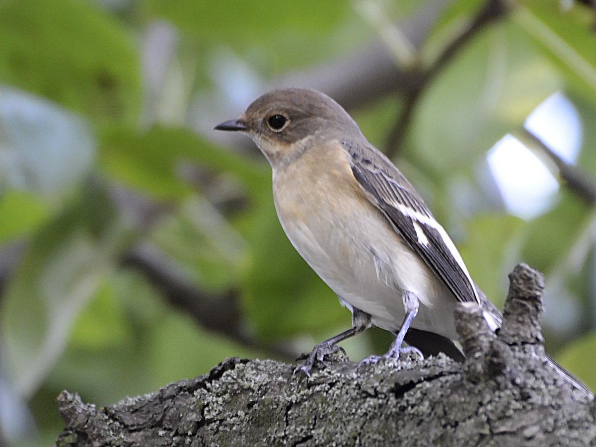 Серая мухоловка слеток