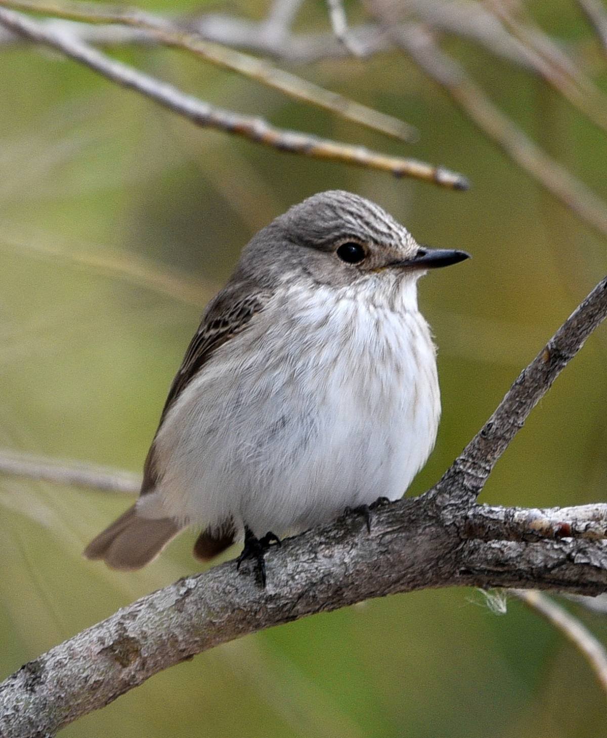 Мухоловка серая – Muscicapa striata (Pallas, 1764)