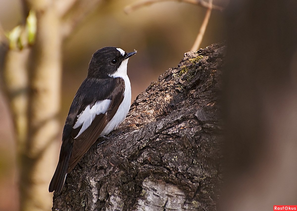 Петрушка мухоловка птица