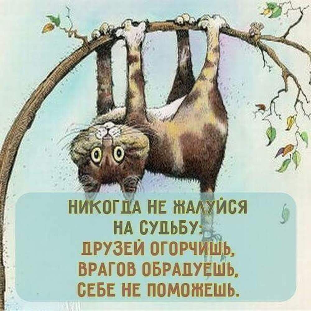 Животные просят прощения