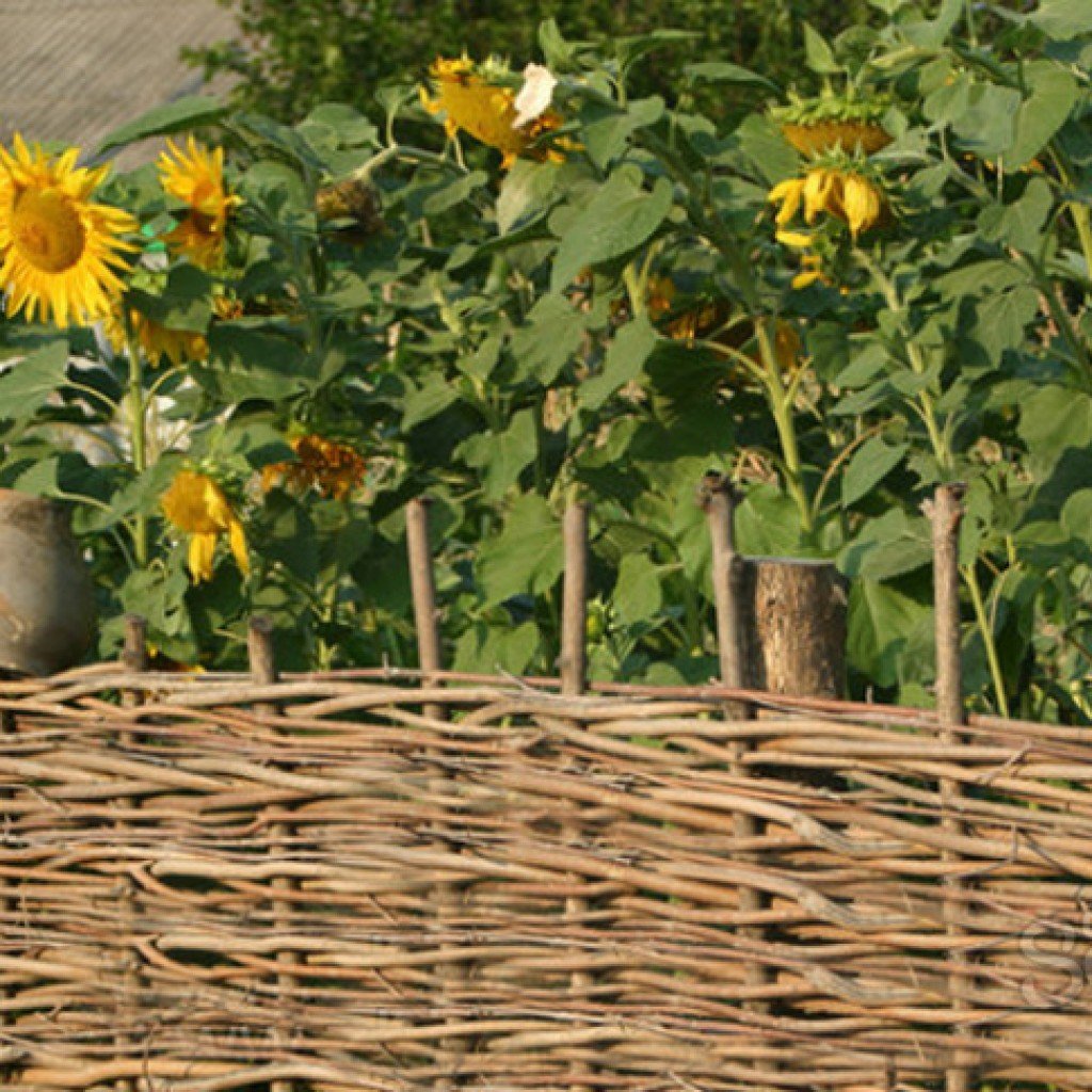 Плетень с подсолнухами казачий двор