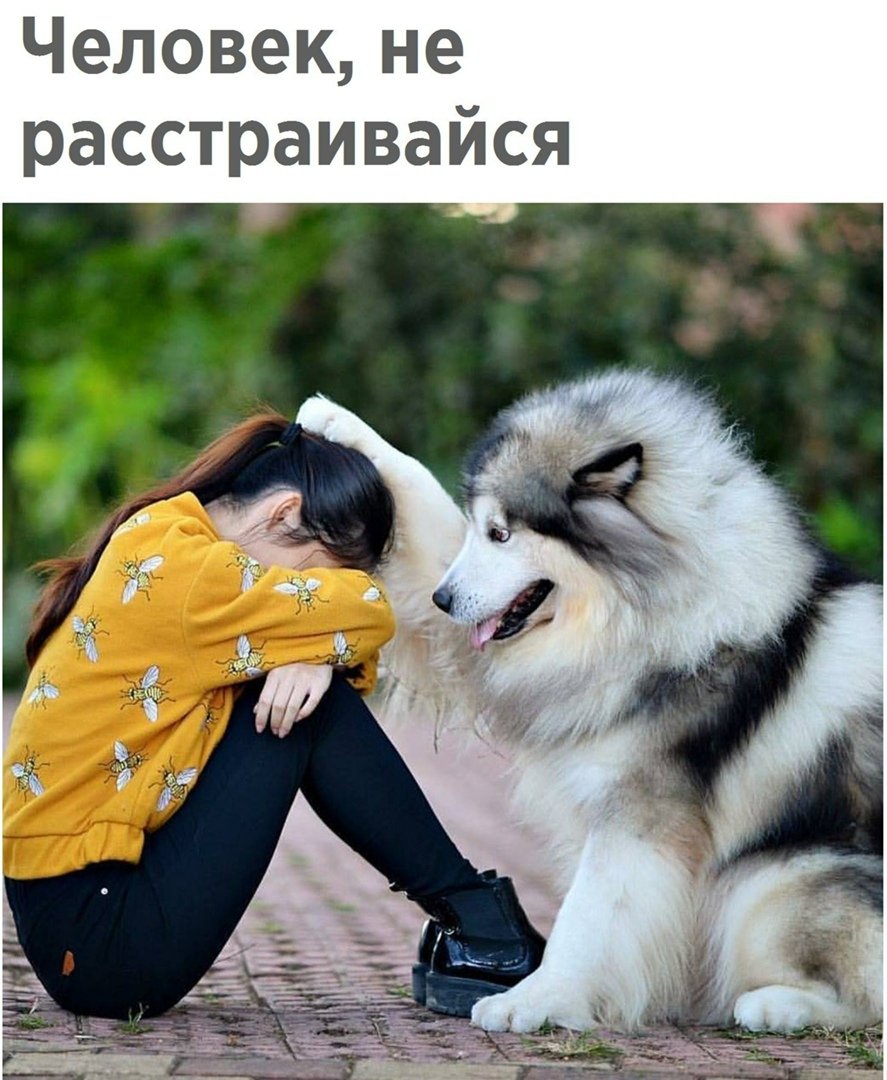 Аляскинский маламут и дети