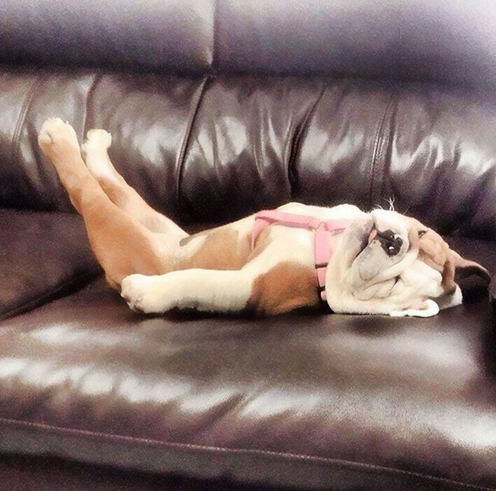 Уставшая собака