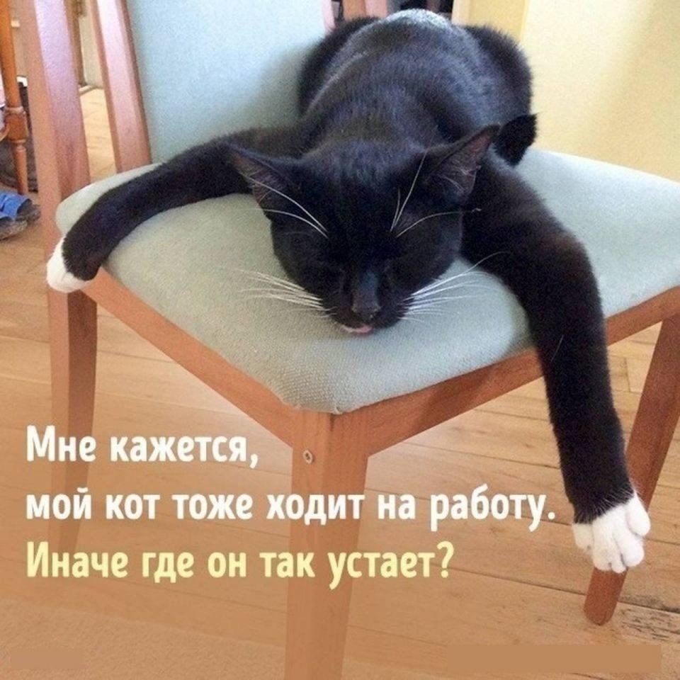 Усталая собака