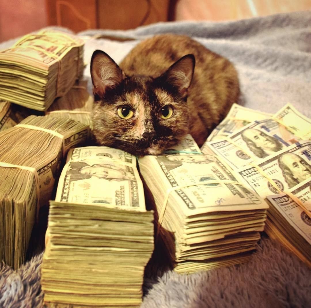 Животные с деньгами