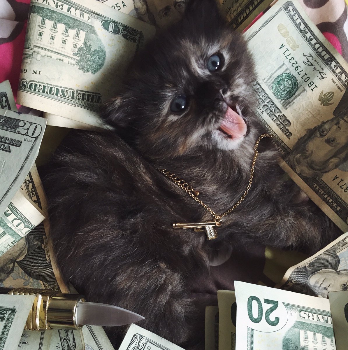 Богатый кот