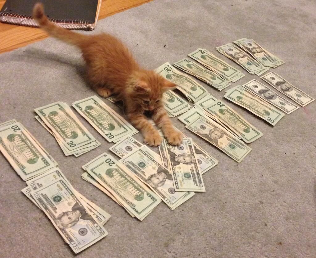 Денежный кот