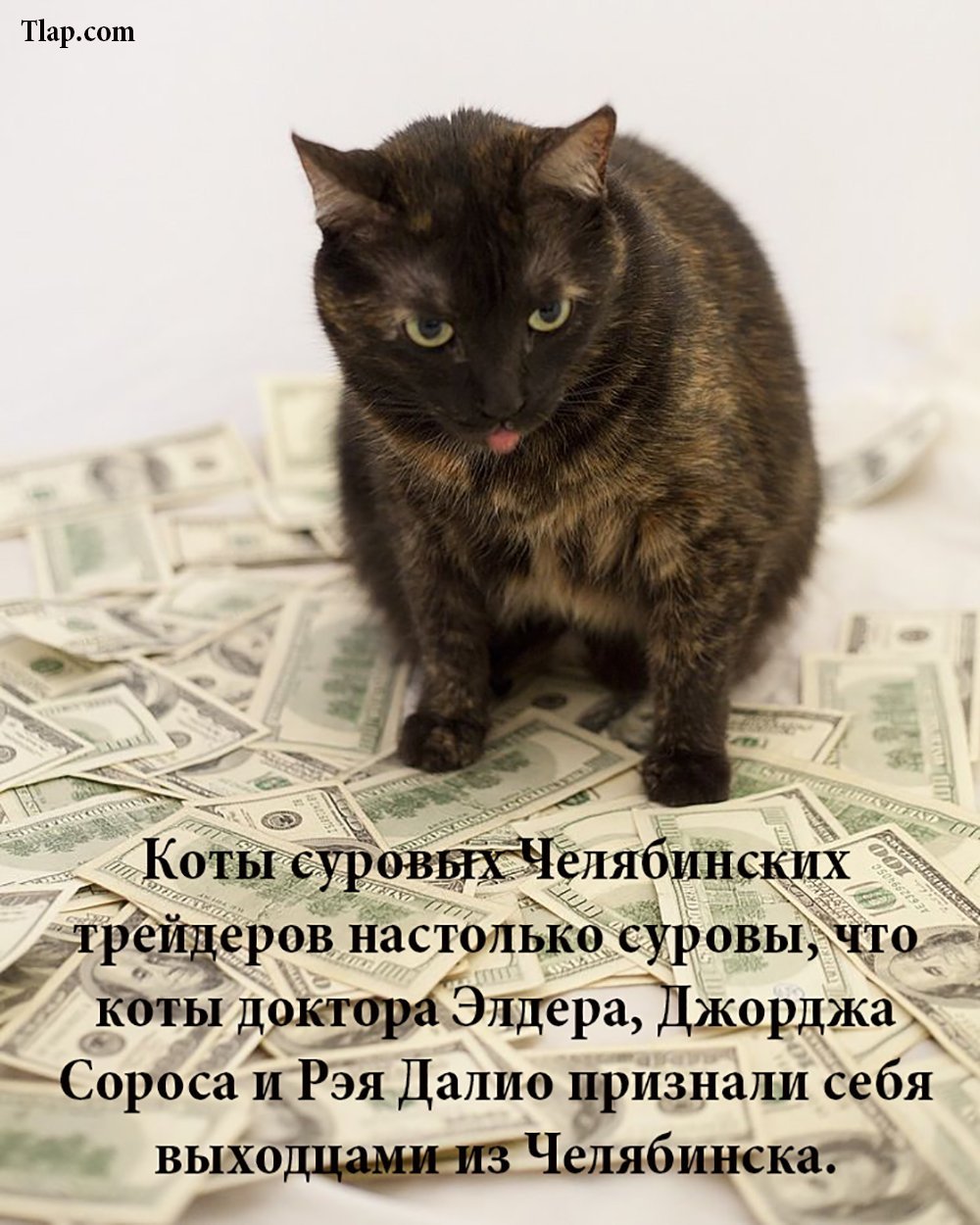 Котик с денежкой