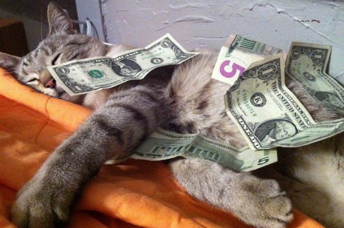Котик с деньгами