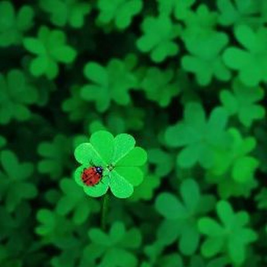 Клевер четырехлистный Божья коровка