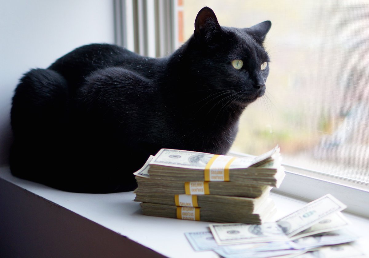 Кошка с деньгами