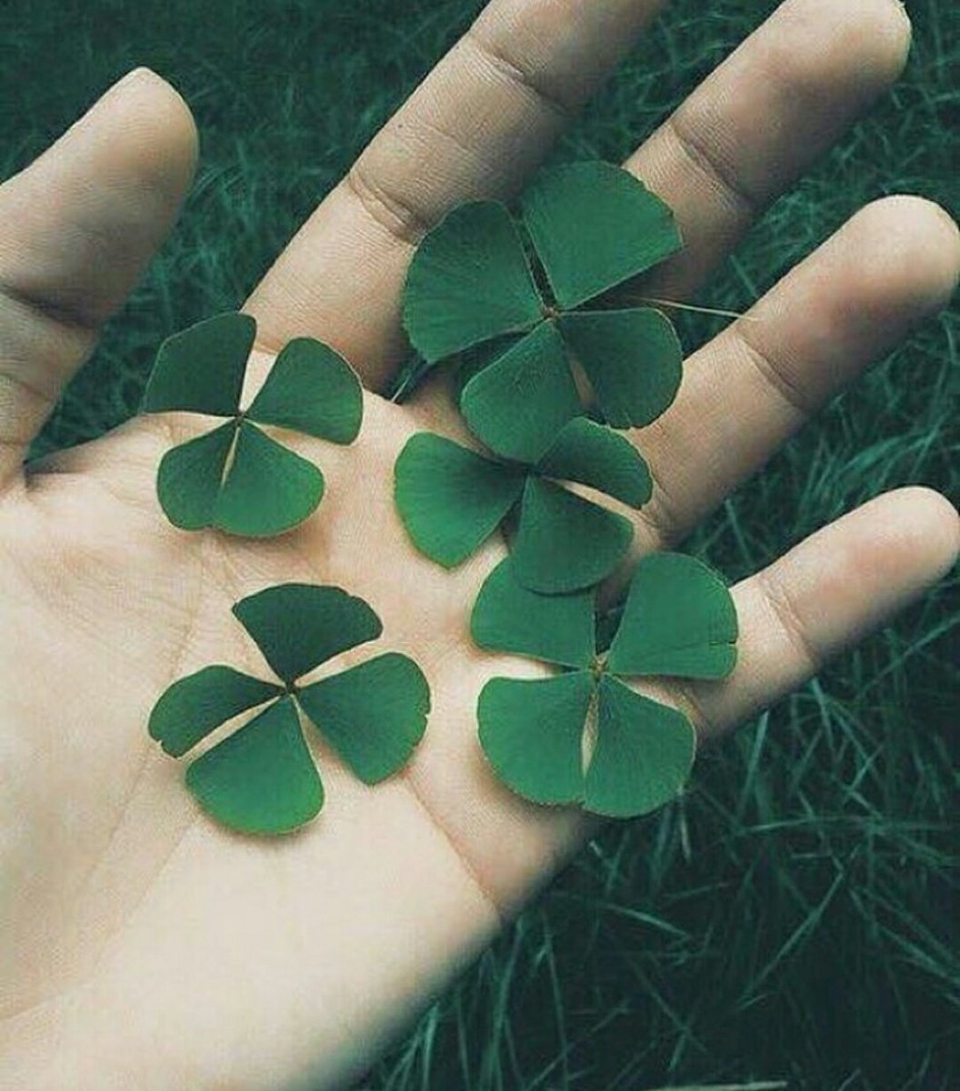 Четырехлистный Клевер растение