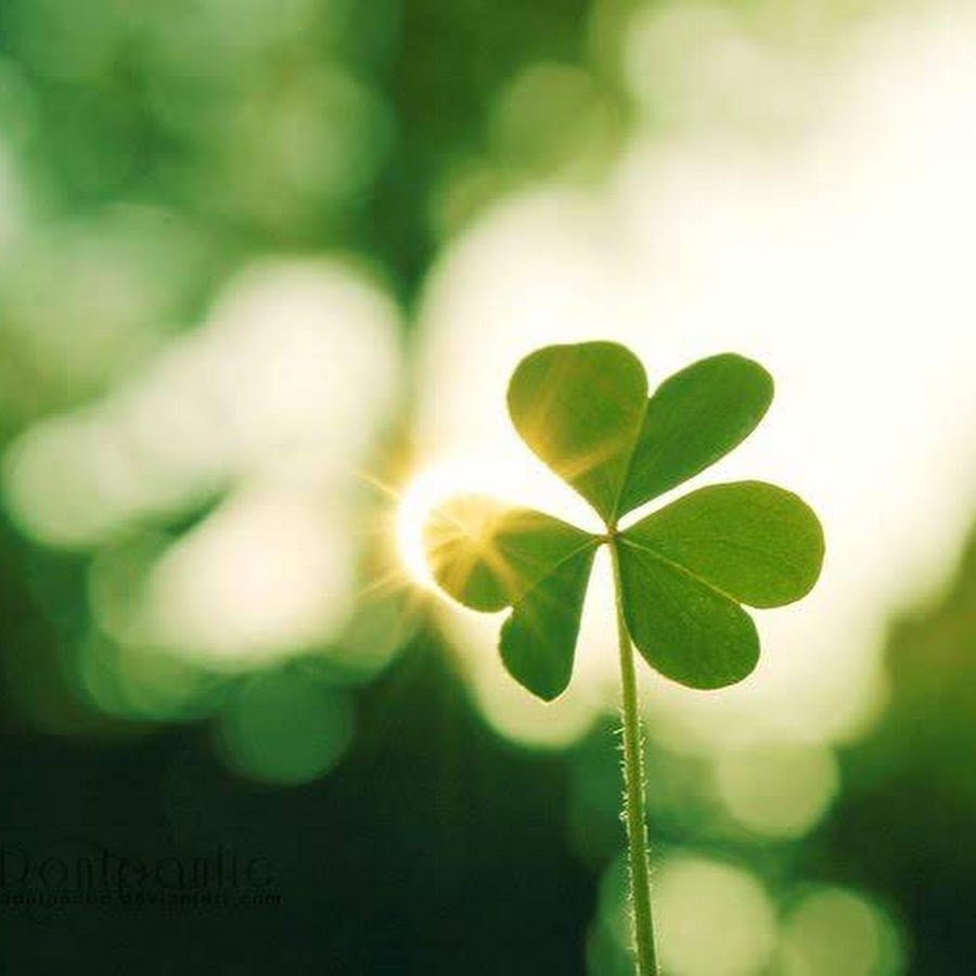 Заставка Клевер четырехлистный