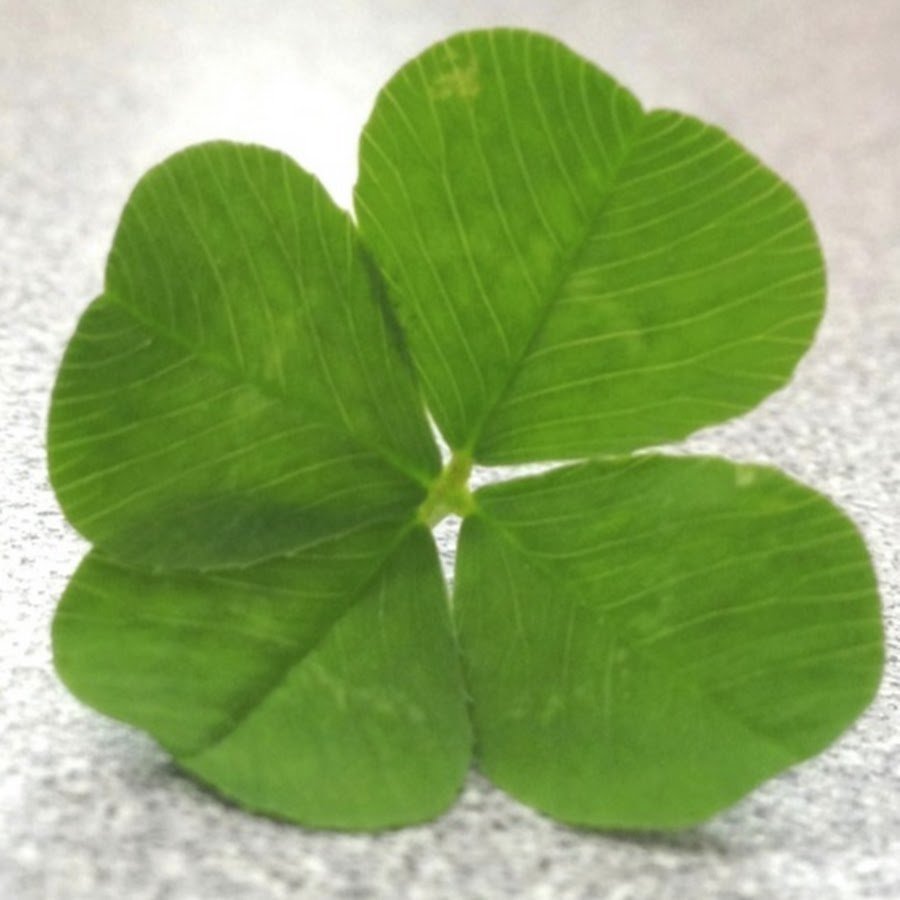 Клевер четырехлистник