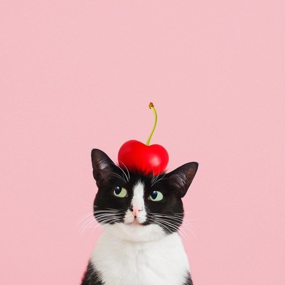 Princess Cheeto кот