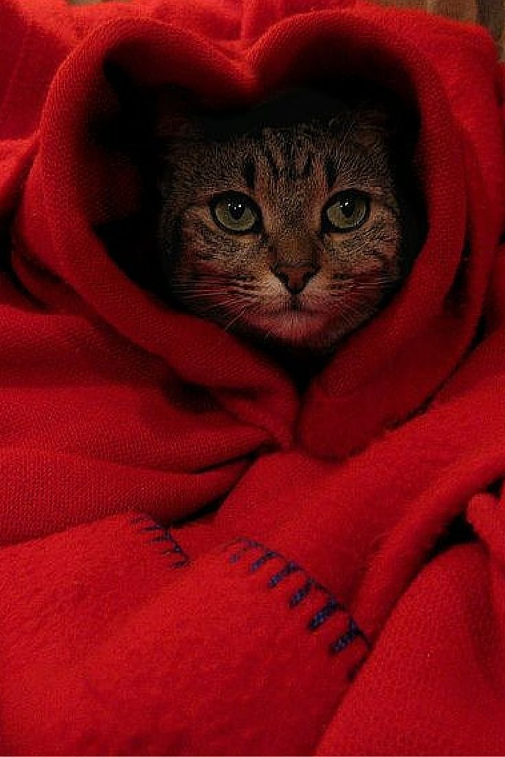 Кот в одеяле