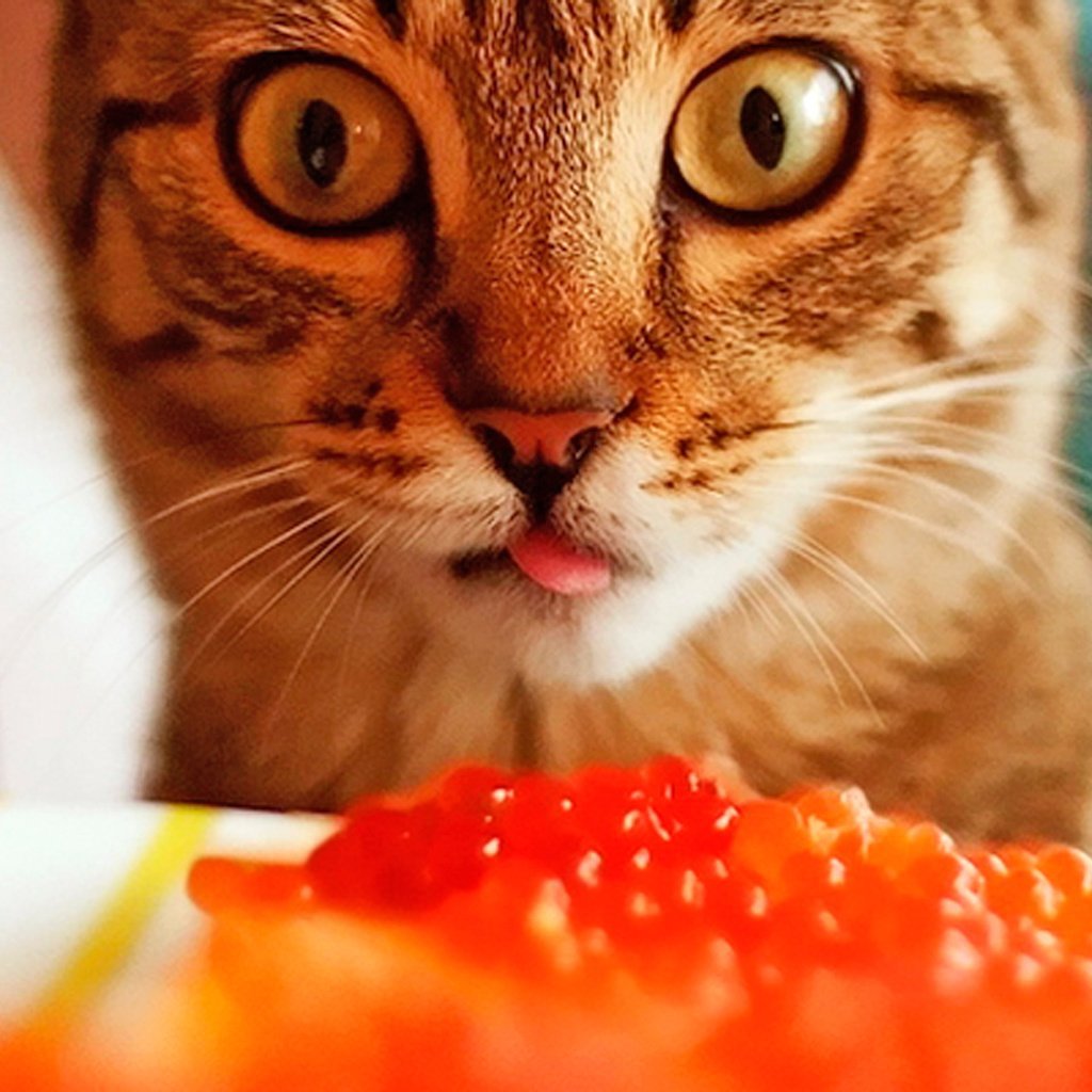 Кот ест красную икру