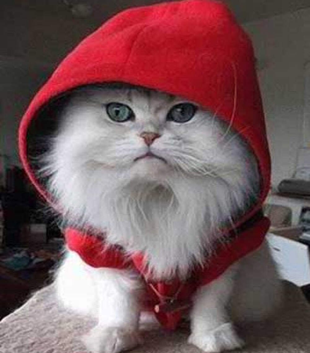 Котик в шапке красной