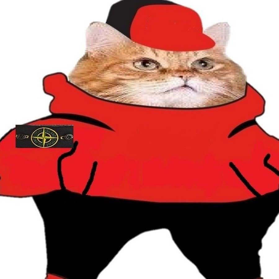 Аватарка кота в адидасе