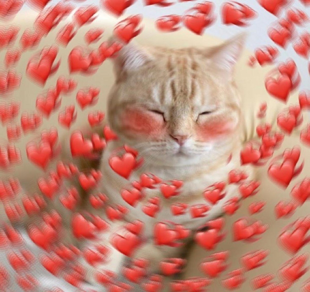 Кот с сердечками