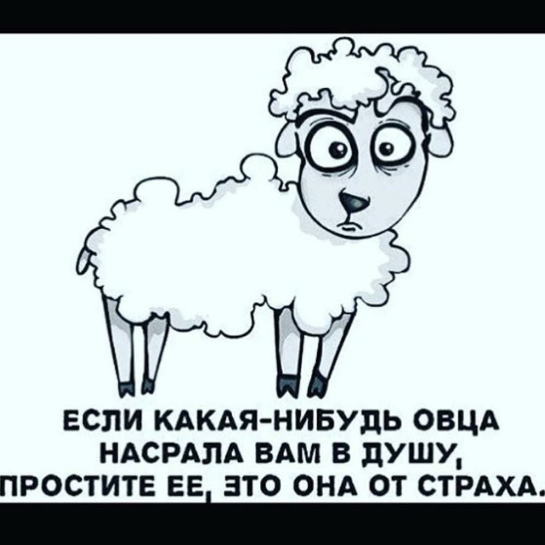 С паршивой овцы хоть шерсти клок
