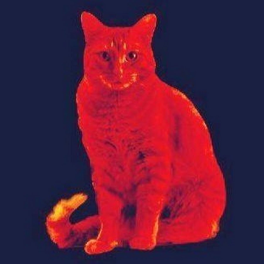 Кошка красного цвета